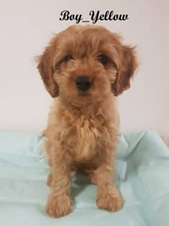 Toy 2024 cavoodle gumtree