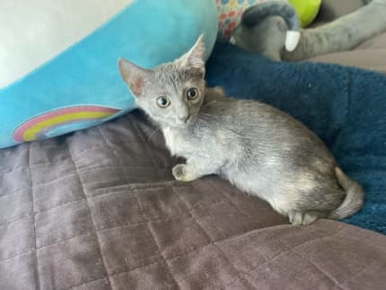 Munchkin discount cat gumtree