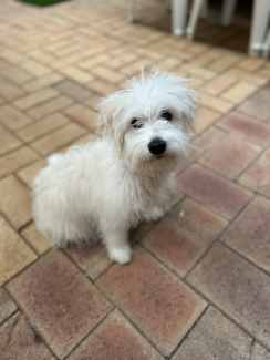 Border collie best sale cross maltese