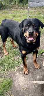 Bobtail rottweiler deals