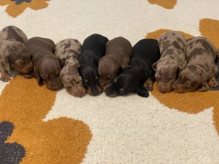 Dachshund puppies short clearance hair