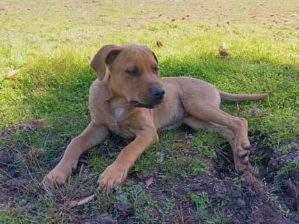 Staffy cheap ridgeback mix