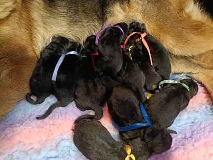 German shepherd puppies fashion for on gumtree