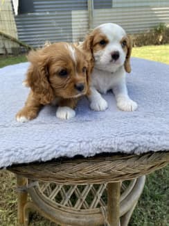 Gumtree king clearance charles spaniel