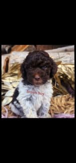 Lagotto hot sale romagnolo gumtree