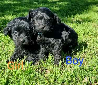 teacup poodle chihuahua mix for sale