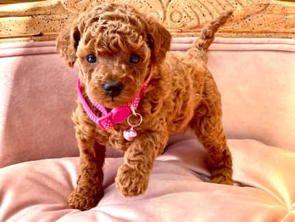Mini Poodle Girls Dna Clear
