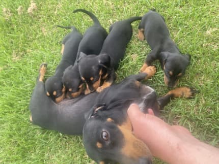 sausage dog gumtree