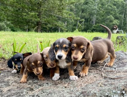 Dachshund puppies hot sale gumtree