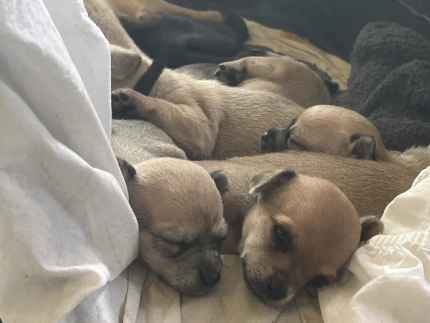 Chihuahua puppies for gumtree fashion