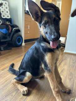 Gumtree best sale german shepherd