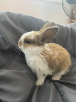 Gumtree best sale baby rabbits