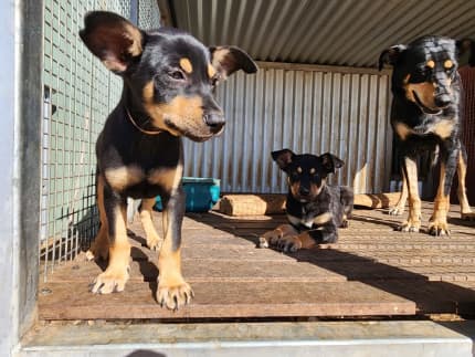 Gumtree deals kelpie puppies