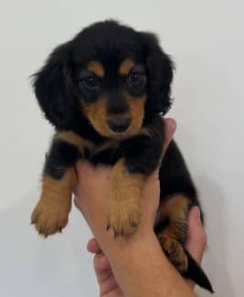 Dachshund north hot sale east