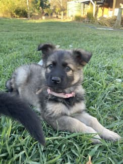 Straight back long haired german clearance shepherd