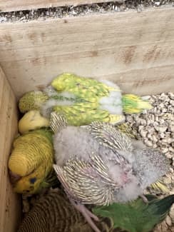 Gumtree baby hot sale budgies