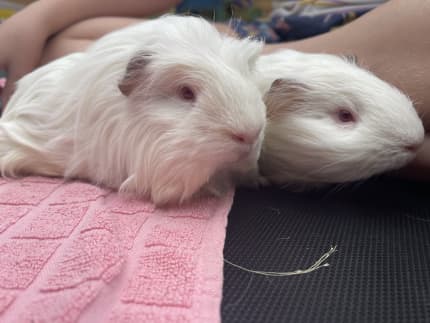 Gumtree clearance guinea pigs