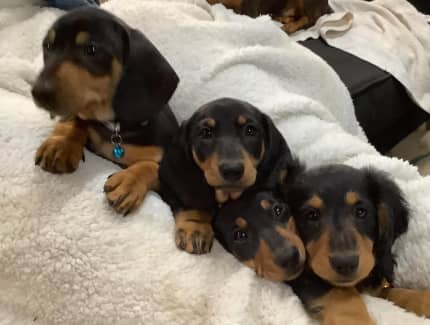 Dachshund puppies discount for sale gumtree