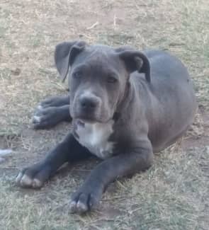 Purebred blue american store staffy