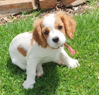 Gumtree cavalier best sale king charles