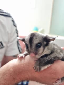 Sugar store glider gumtree