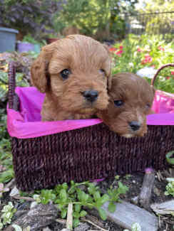 Exquisite Rare Tiny Toy Cavoodle Puppies Dogs Puppies Gumtree Australia Kalamunda Area Kalamunda 1329271974