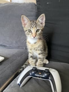 Free kitten to good sales home