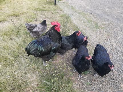 Black Jersey Giants Fertile Hatching Eggs for Sale - Fresh/Fertile Eggs