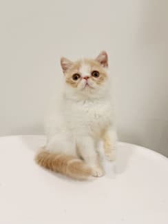 Exotic hot sale shorthair gumtree