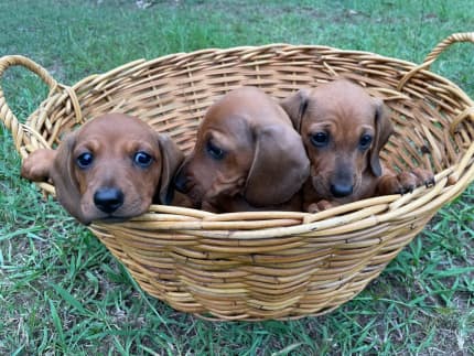 Gumtree 2024 dachshund puppies