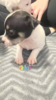 Chihuahua dogs for stud in Liverpool