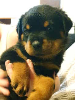 Purebred blockhead German rottweiler puppies | Dogs & Puppies | Gumtree  Australia Logan Area - Tanah Merah | 1312615307