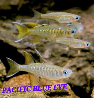 South Pacific Blue Eyes