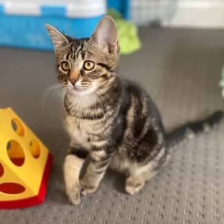 Gumtree store kitten adoption