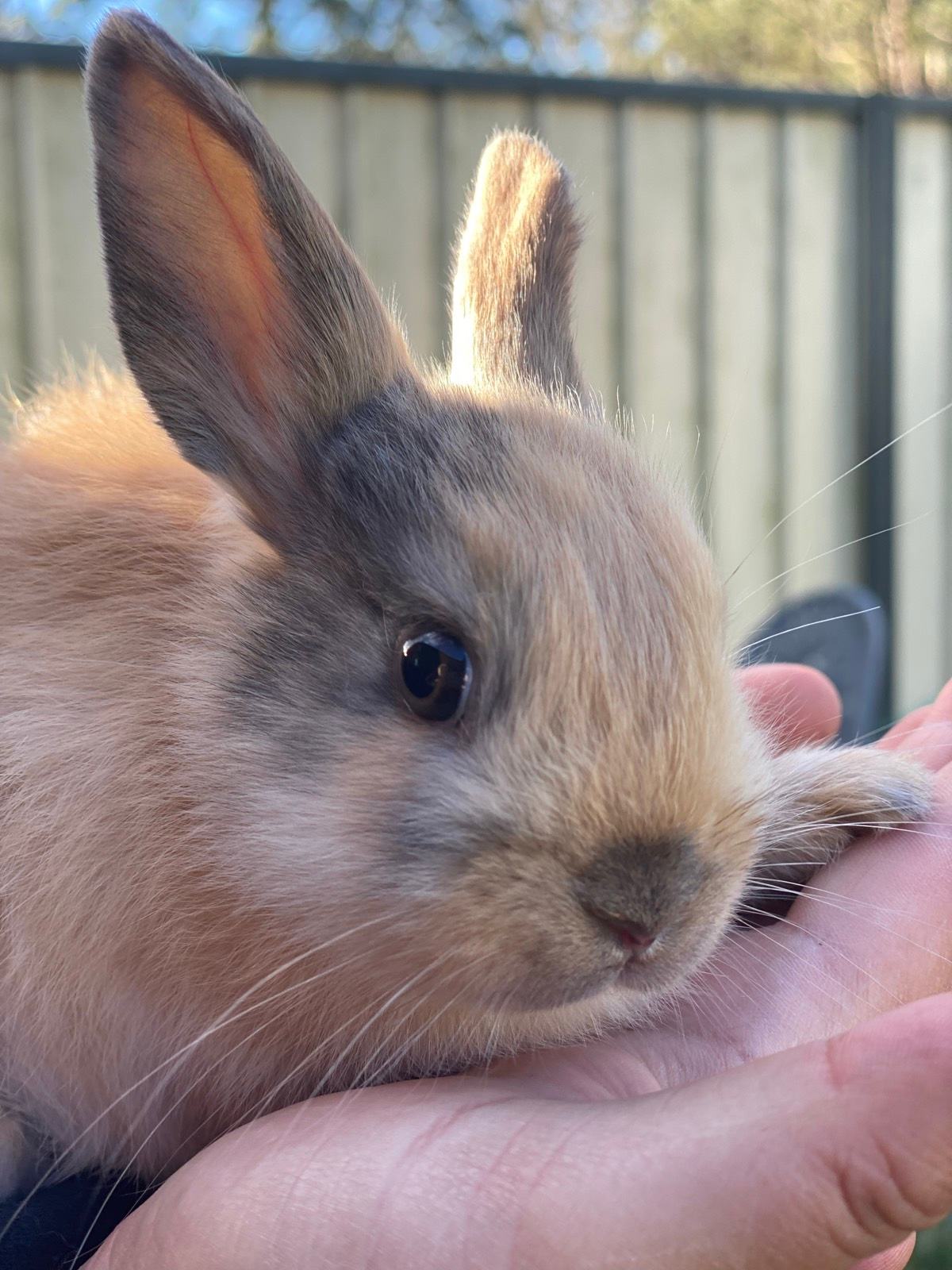 Brown English Dwarf Rabbit 93 English Lop Rabbit On Green Grass