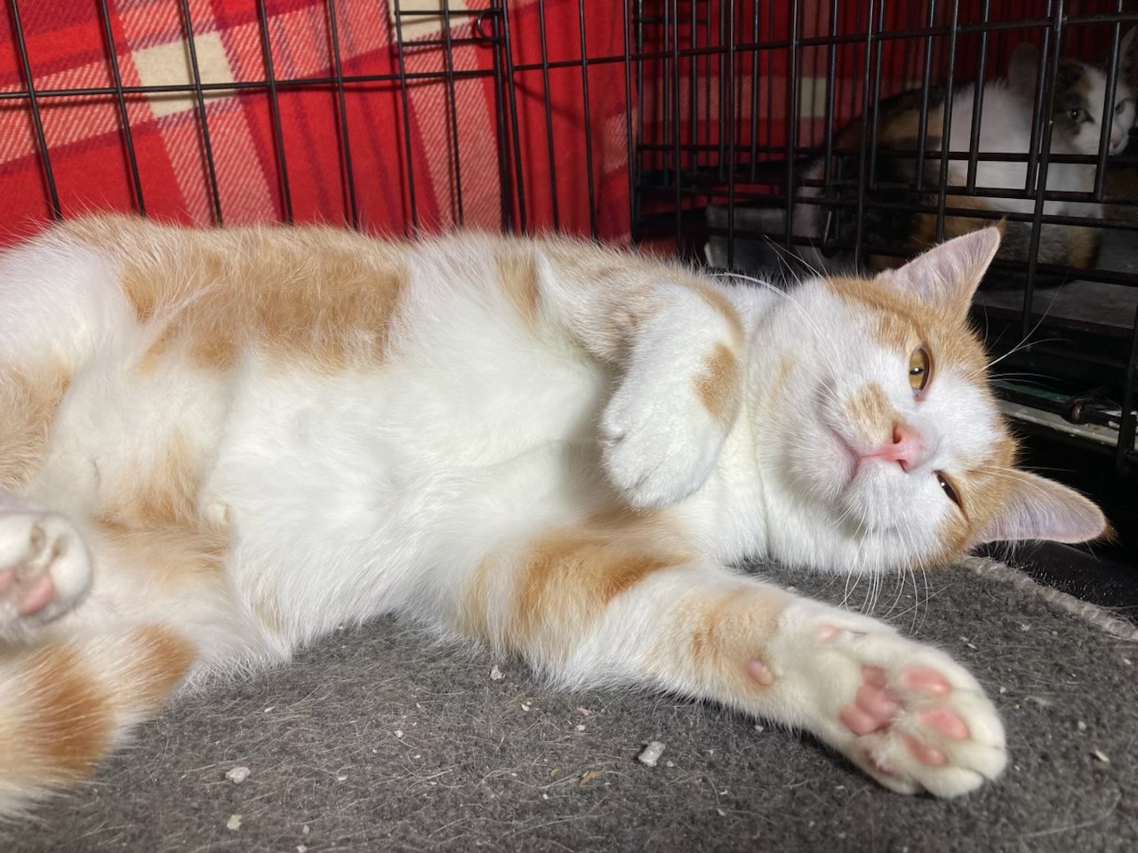 Animal Sanctuary The Ginger Cat House Rescue Ginger Boy Young