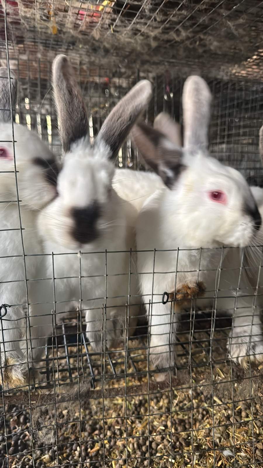 New Zealand and Californian Rabbits | Rabbits | Gumtree Australia ...