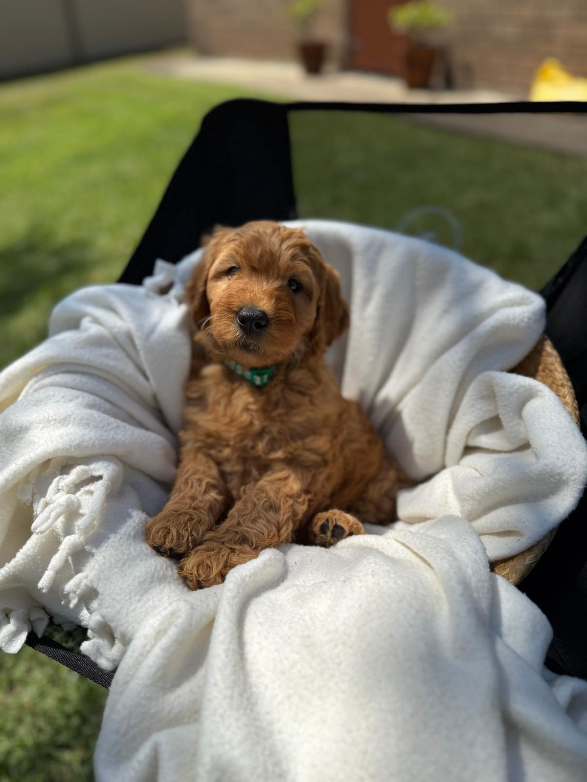 Standard Groodle with Fleece coat Dogs Puppies Gumtree