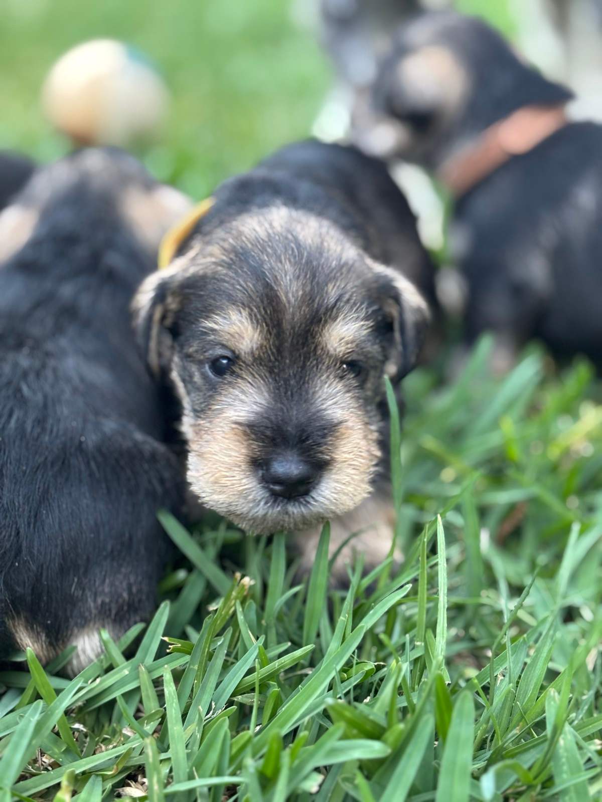 Miniature Schnauzer puppies Dogs Puppies Gumtree Australia