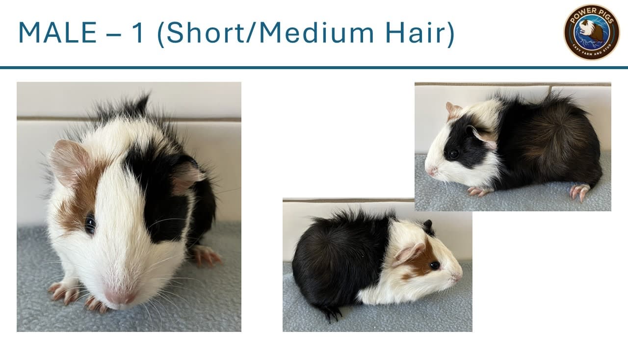 Baby Guinea Pigs x (Delivery to Canberra available) Other Pets