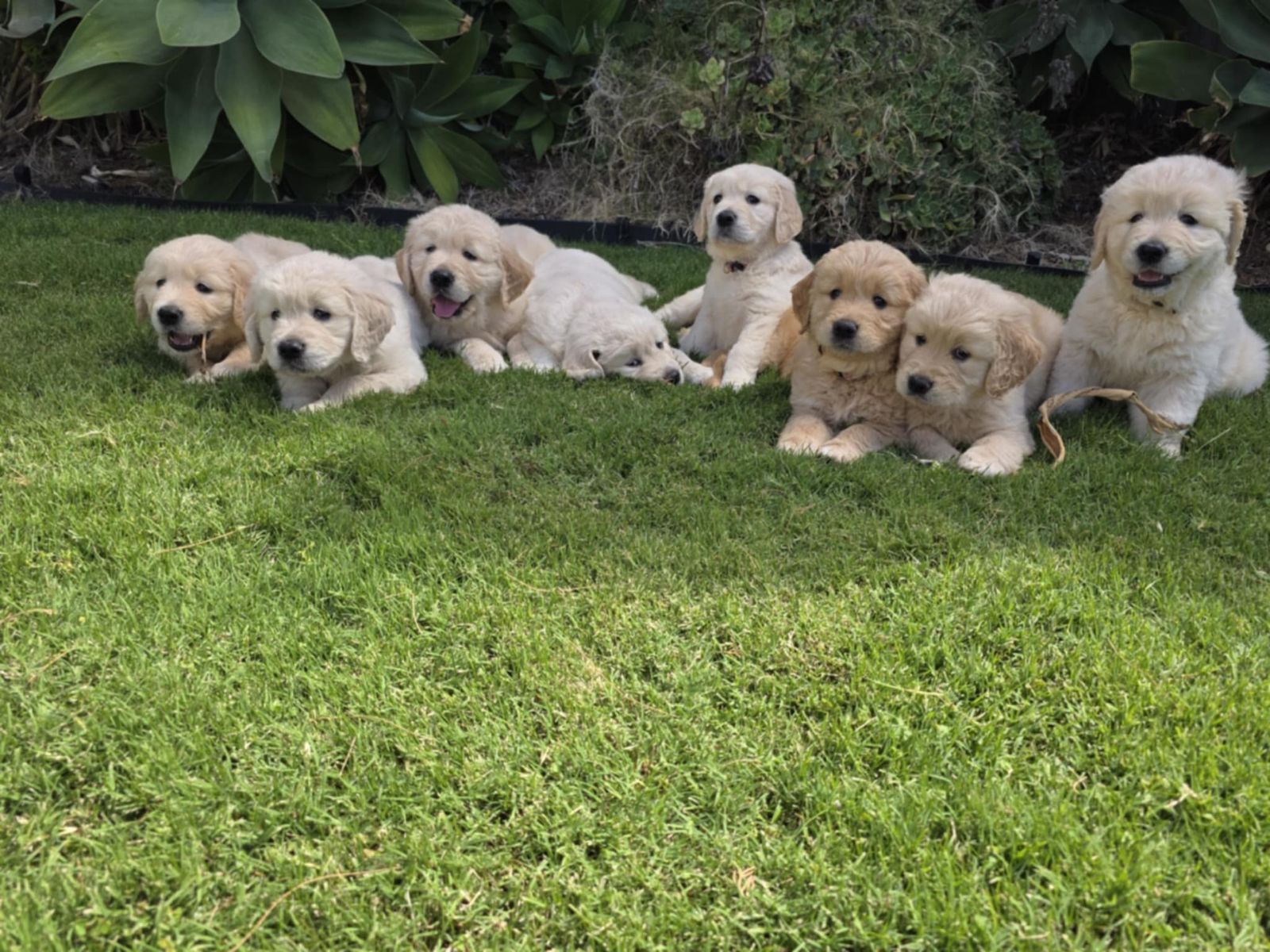 Puppy Litter Gumtree Golden Retriever For Sale Golden Retriever