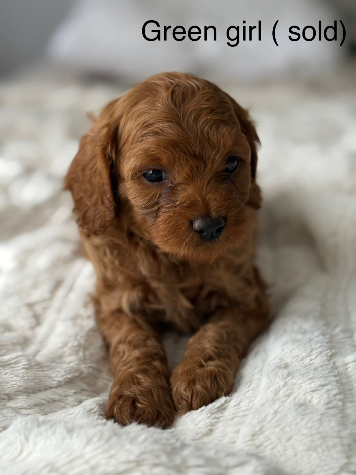 Cavoodle puppies Dogs Puppies Gumtree Australia Wyong
