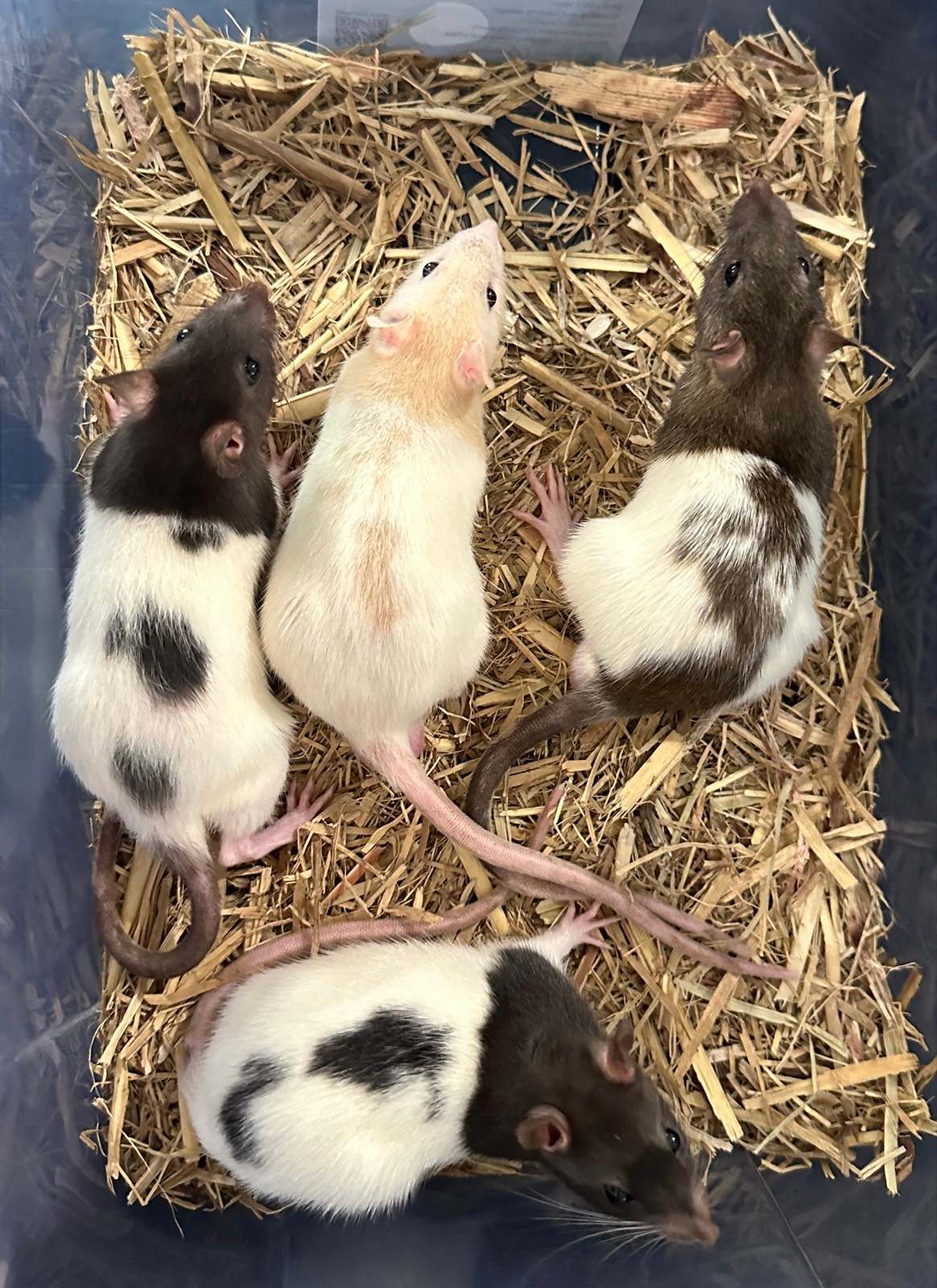 Baby Rats Available Other Pets Gumtree Australia Gold Coast