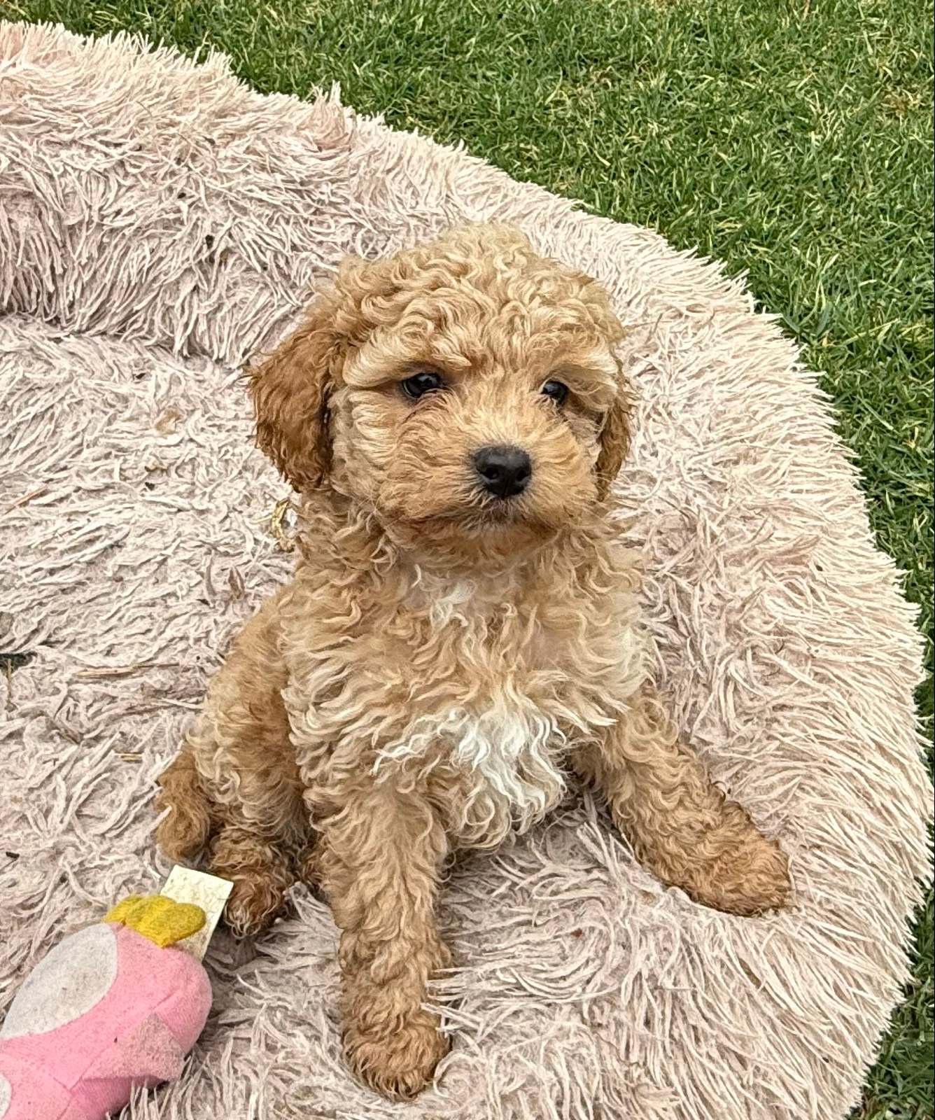 Cavoodle Puppies Dogs Puppies Gumtree Australia Tamworth