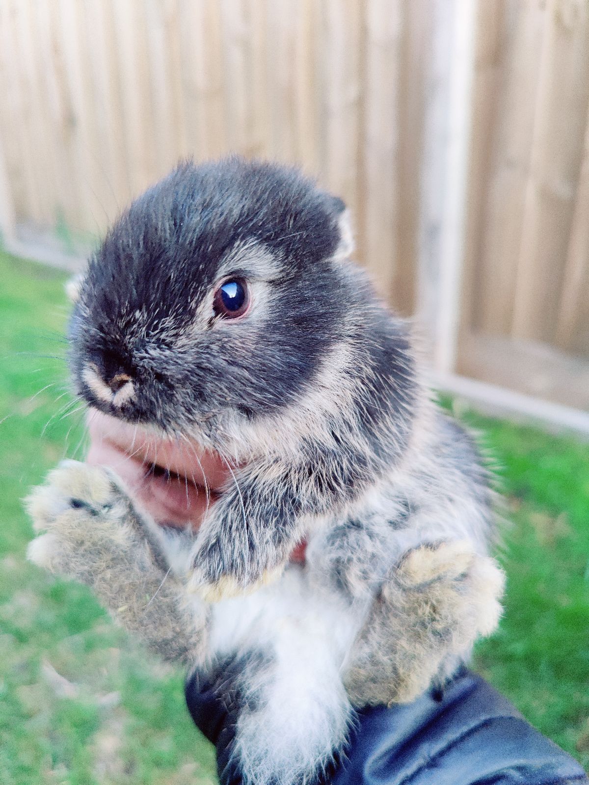 Dwarf Hotot Rabbit Price Blue Eyes Black Netherland Dwarf Rabbit Dwarf  Hotot Blue Eyes Mini, image size:1200x1600