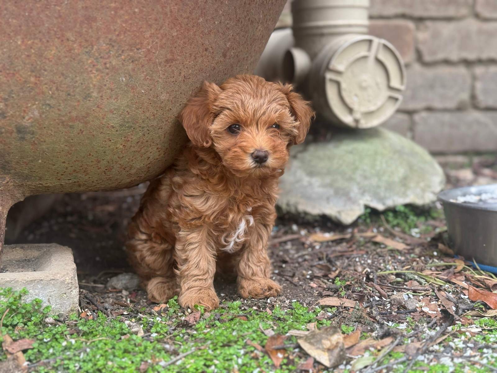 Toy Poodle X Puppies For Sale Tiny Female Toy Poodle X Puppy Dogs