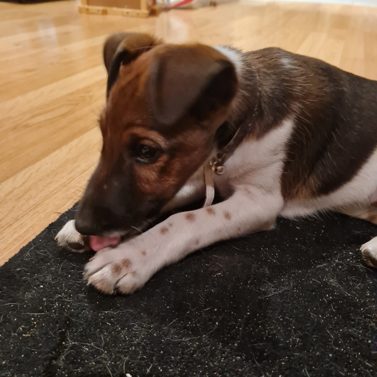 HOT Smooth Fox Terrier Puppies One Smooth Fox Terrier Dogs