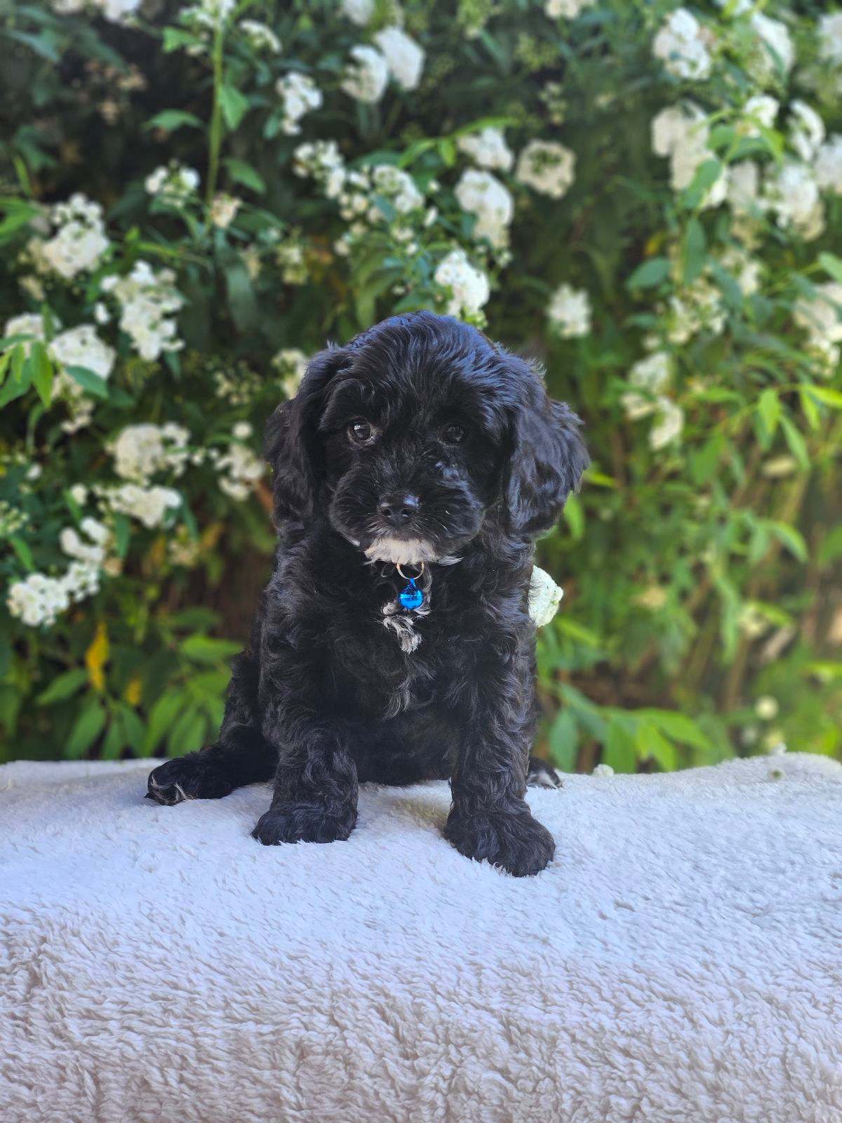 Beautiful Toy Cavoodle Puppies NON SHEDDING AND HYPO