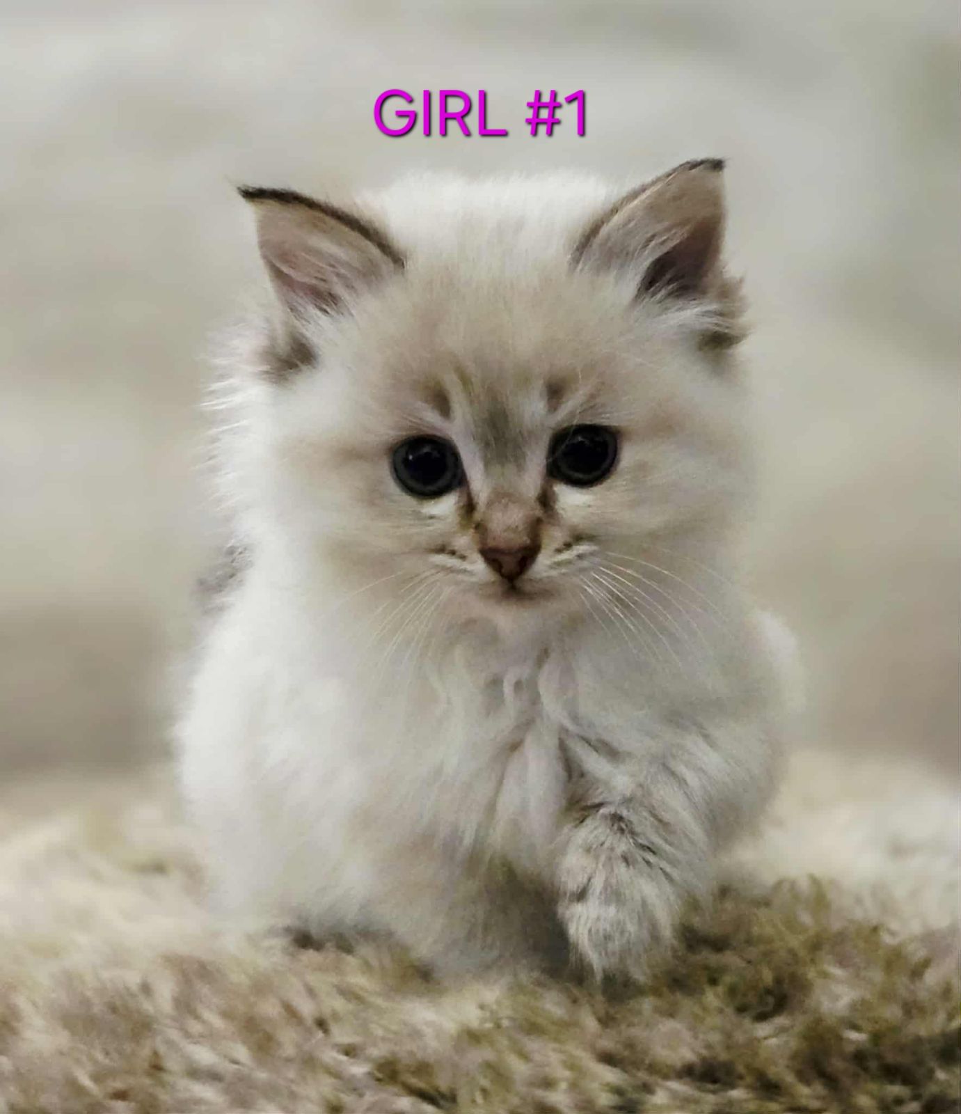 Kittens For Adoption Rspca Ragdoll Rspca Cats For Adoption Near Me - Main Image