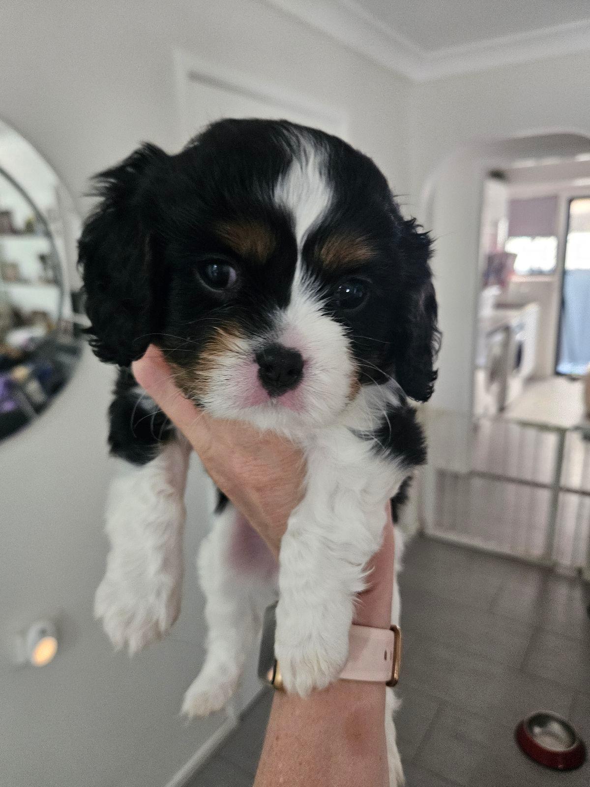 Cavalier King Charles Spaniel Puppies for Yamanto Gumtree